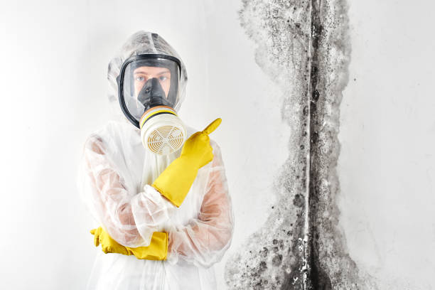 Best Emergency Mold Remediation  in Haines City, FL